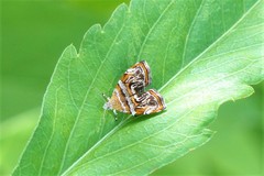 Choreutis euclista
