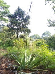 Furcraea guatemalensis