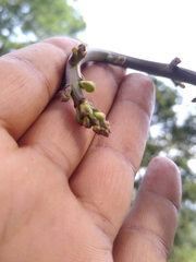 Furcraea guatemalensis