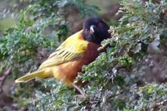 Ploceus jacksoni