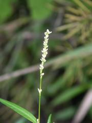 Persicaria minor