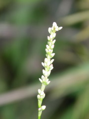 Persicaria minor