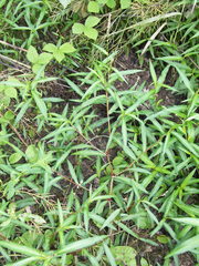 Persicaria minor