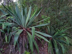 Furcraea guatemalensis