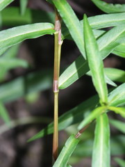 Persicaria minor