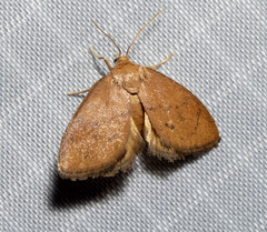 Heterogenea shurtleffi