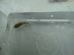 Cottus petiti