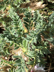 Astragalus sempervirens