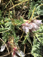 Astragalus sempervirens