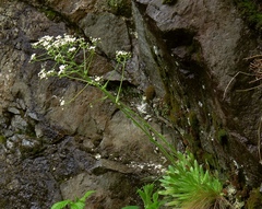 Saxifraga hostii
