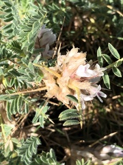 Astragalus sempervirens