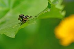 Tolmerus atricapillus