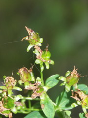 Hypericum maculatum obtusiusculum