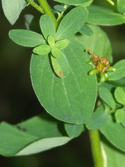 Hypericum maculatum obtusiusculum
