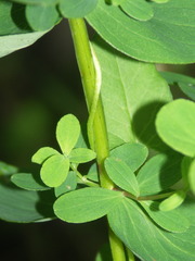 Hypericum maculatum obtusiusculum