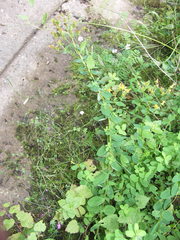 Hypericum maculatum obtusiusculum