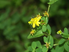 Hypericum maculatum obtusiusculum
