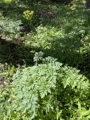 Ligusticum porteri