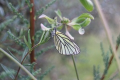 Aporia bieti