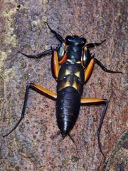 Metallyticus violaceus