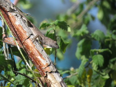 Anolis sagrei sagrei
