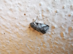 Aleptina inca