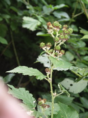 Rubus praecox