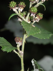 Rubus praecox