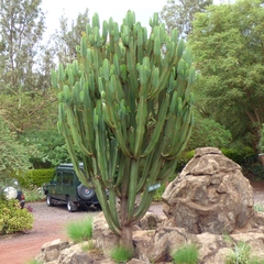 Euphorbia cooperi