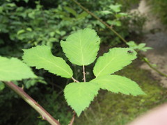 Rubus praecox