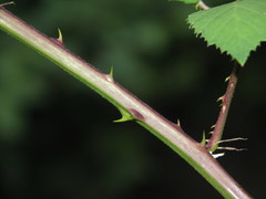 Rubus praecox