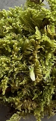 Ctenidium molluscum