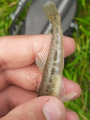 Neogobius fluviatilis