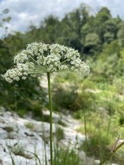 Peucedanum oreoselinum
