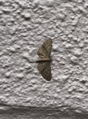 Eupithecia haworthiata