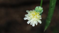 Malacothrix stebbinsii