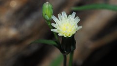 Malacothrix stebbinsii