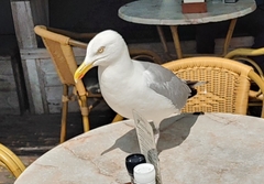 Larus argentatus