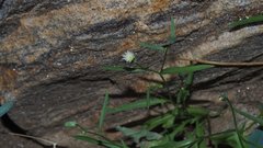 Malacothrix stebbinsii