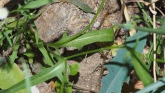 Malacothrix stebbinsii