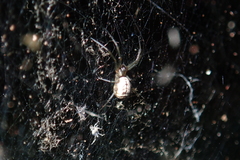 Prosoponoides sinense