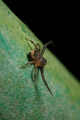 Pycnaxis