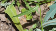 Malacothrix stebbinsii