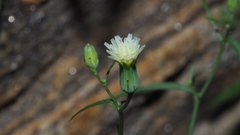 Malacothrix stebbinsii