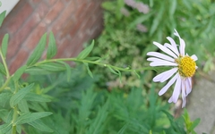 Erigeron karvinskianus