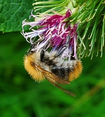 Bombus pascuorum