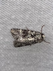 Lacinipolia strigicollis