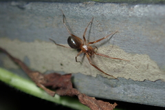 Phrurolithidae