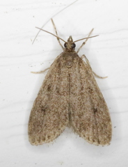 Scoparia penumbralis