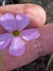 Oxalis imbricata violacea